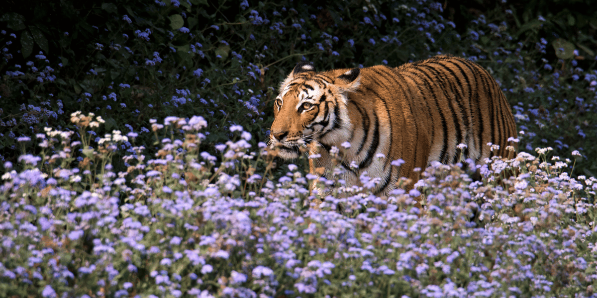 Nepal Tiger Tracking Tour Image